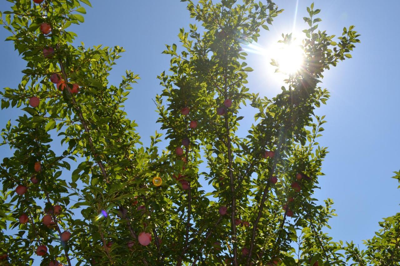 Into The Wild Green B&B Alghero Buitenkant foto